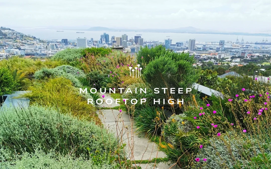 Mountain Steep – Rooftop High